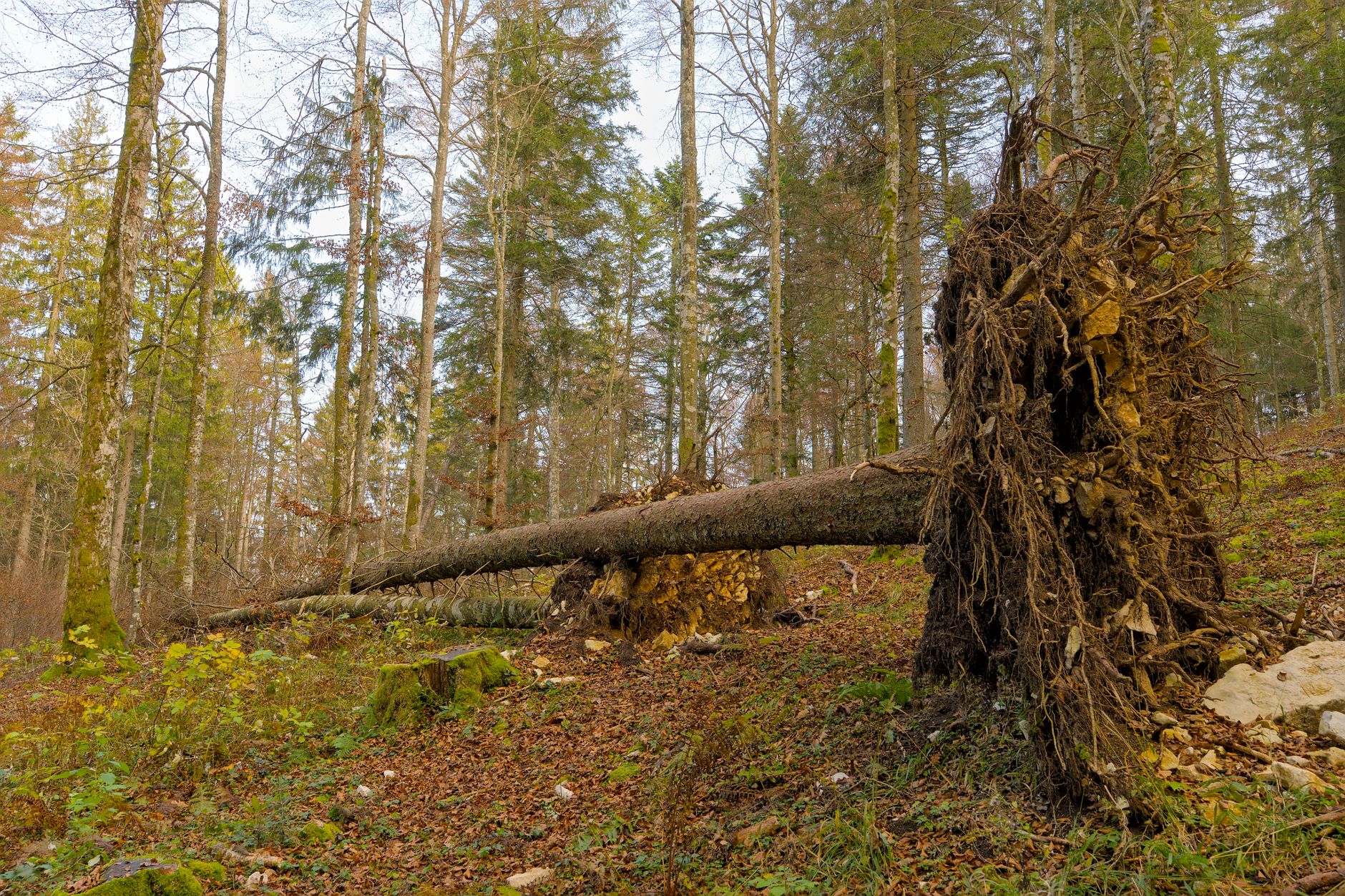 Enlèvement arbre urgence à Nîmes